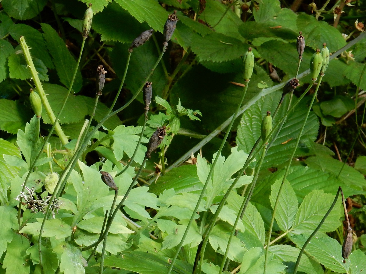 Papaver cambricum (Papaveraceae)